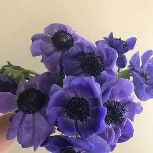 Meet your Posher, Darlene